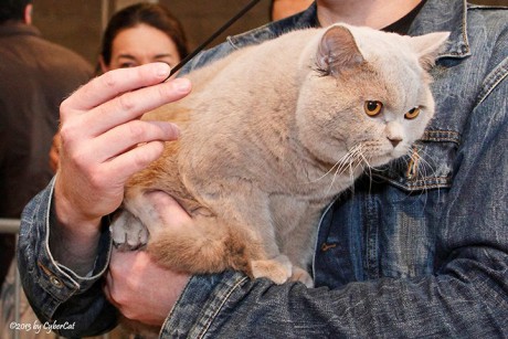 Latte FIFE Cat Show